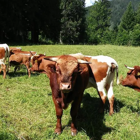 Vendégház Tourist Farm Pri Ratu Selnica ob Dravi